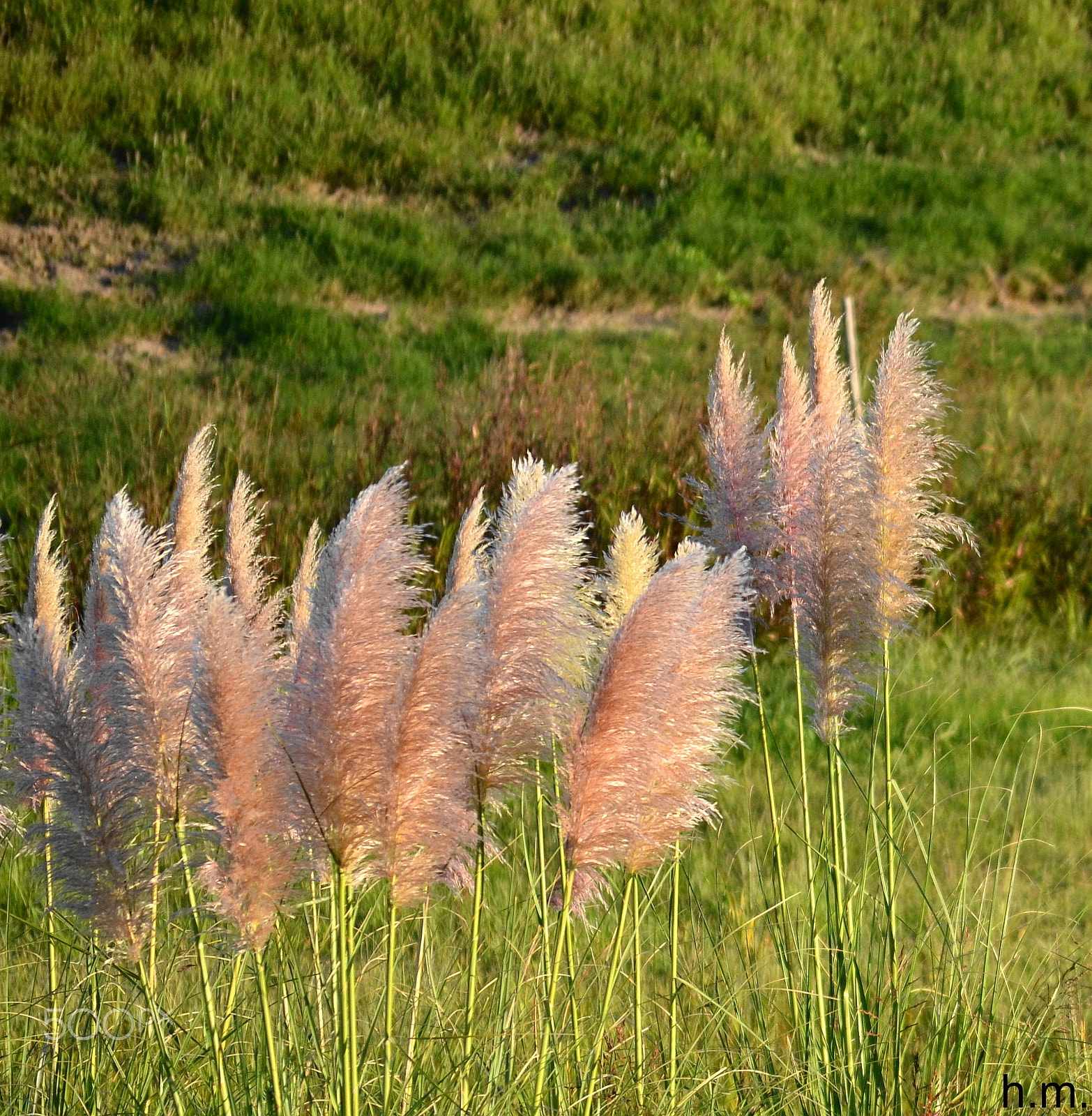 Nikon D3100 sample photo. Fo photography