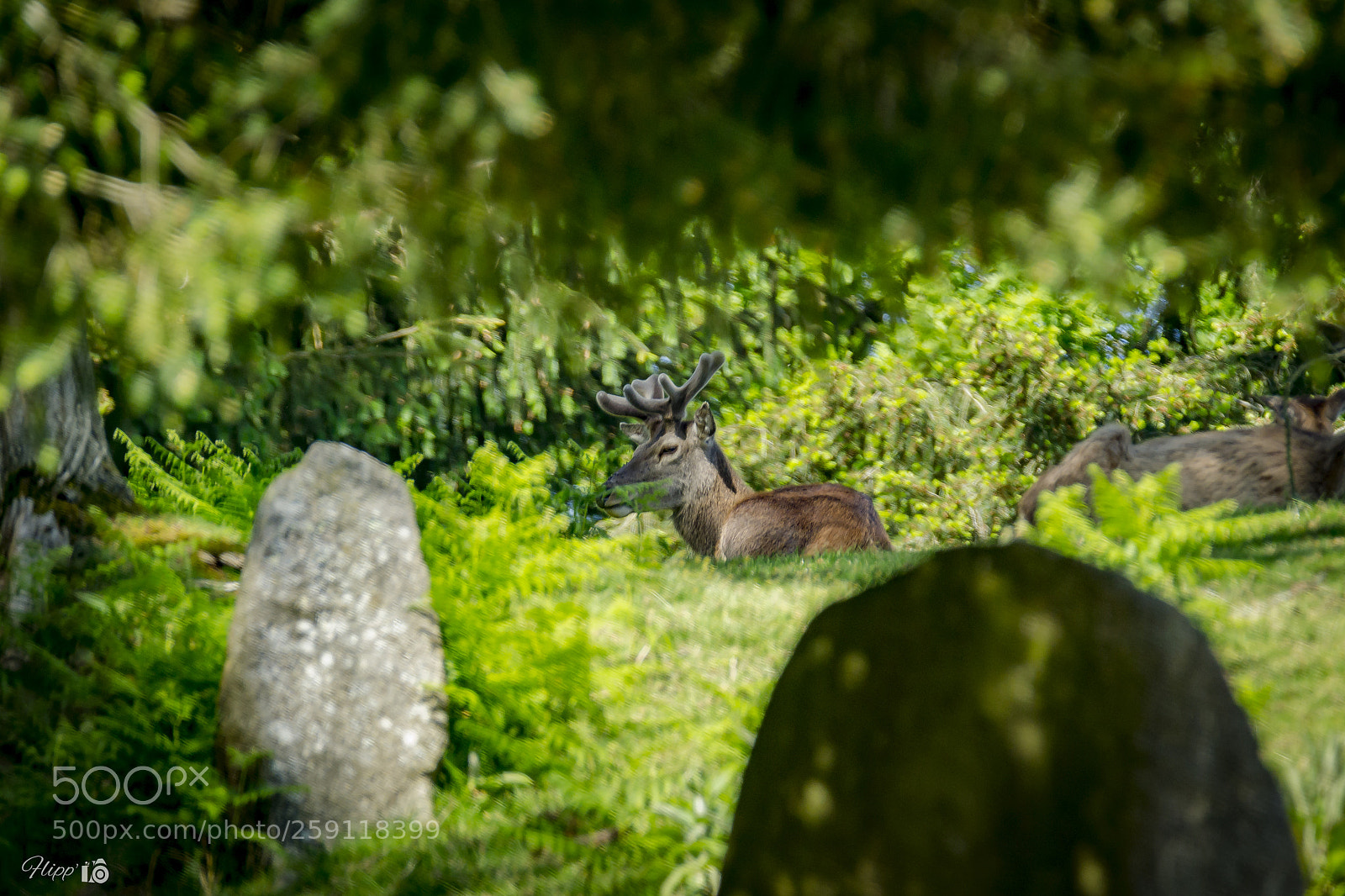 Nikon D3100 sample photo. Dit son reed photography
