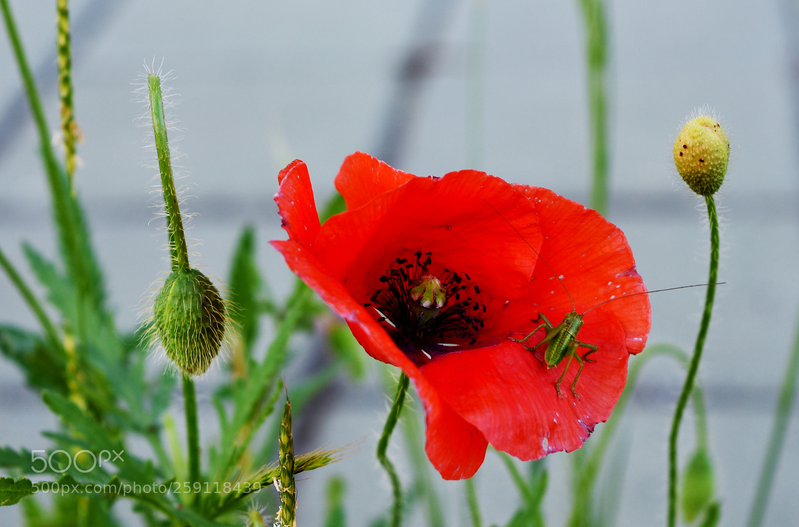 Nikon D3400 sample photo. A poppy and its photography