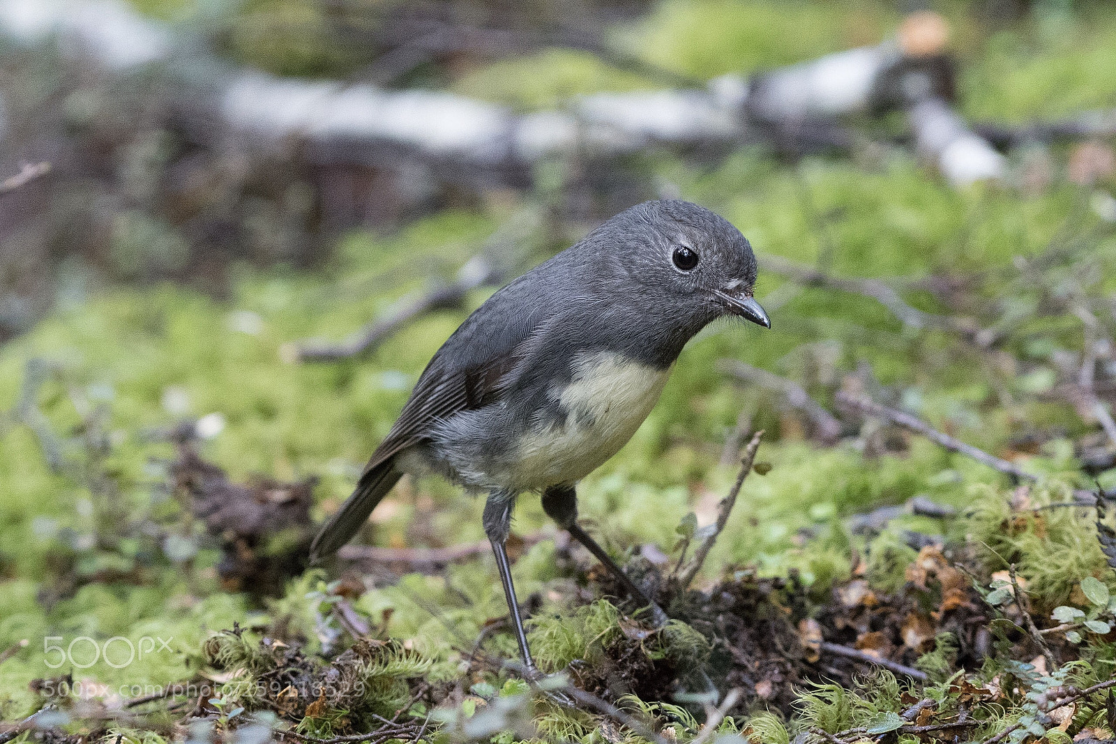 Nikon D500 sample photo. Si robin toutouwai petroica photography