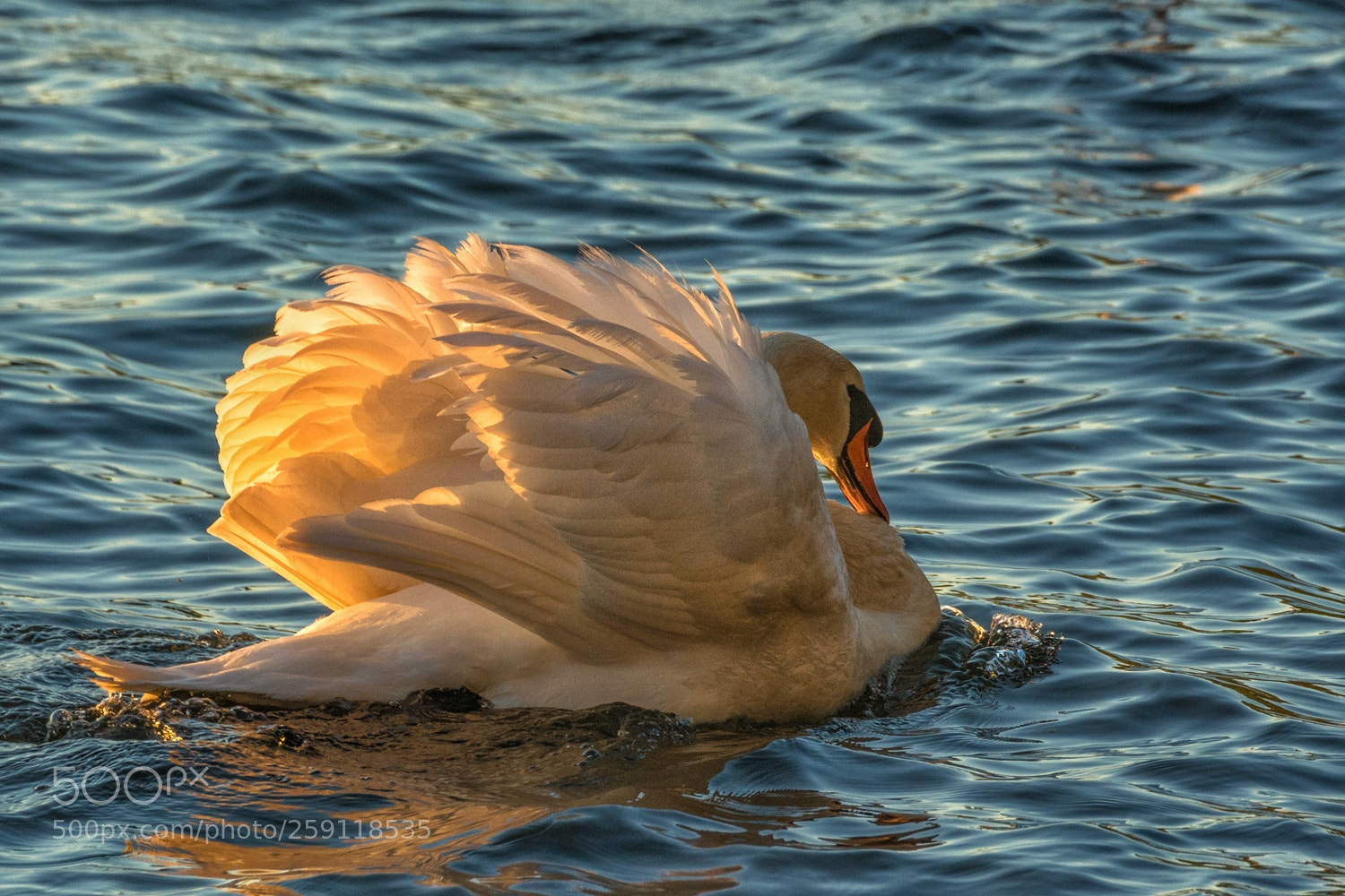 Nikon D7100 sample photo. Untitled photography