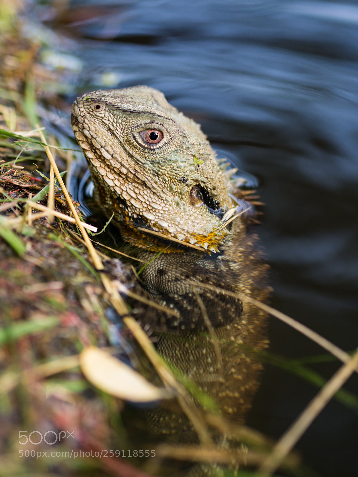 Panasonic Lumix DMC-GX7 sample photo. Half-submerged dragon photography