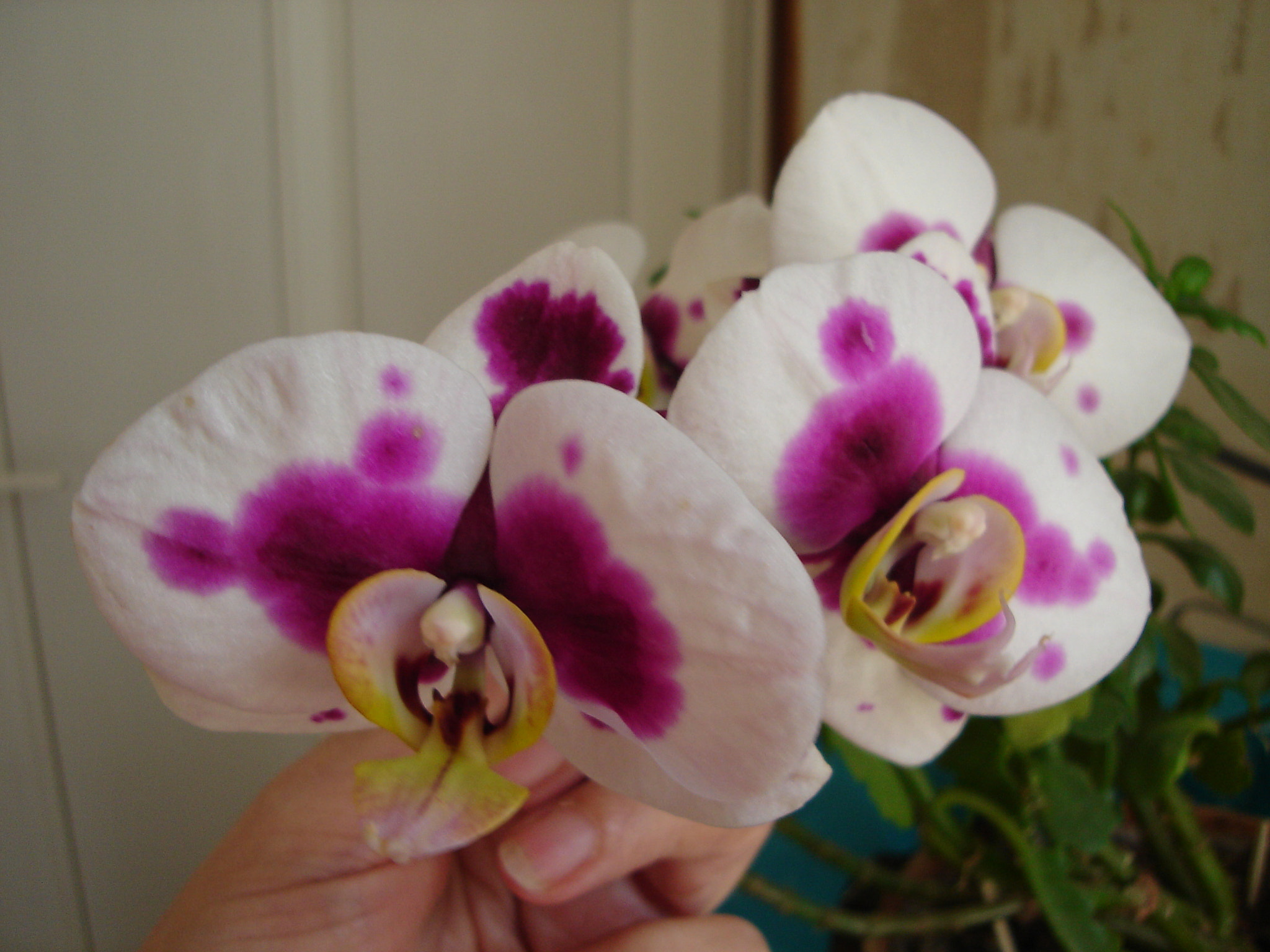 Sony DSC-L1 sample photo. Orchid photography