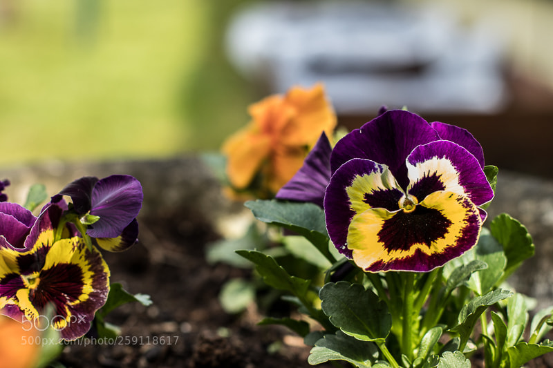 Canon EOS 80D sample photo. Pensée photography