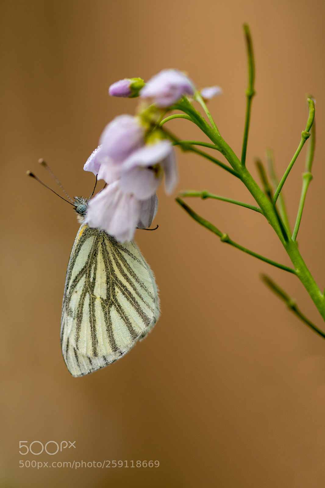 Nikon D500 sample photo. Green-veined white photography