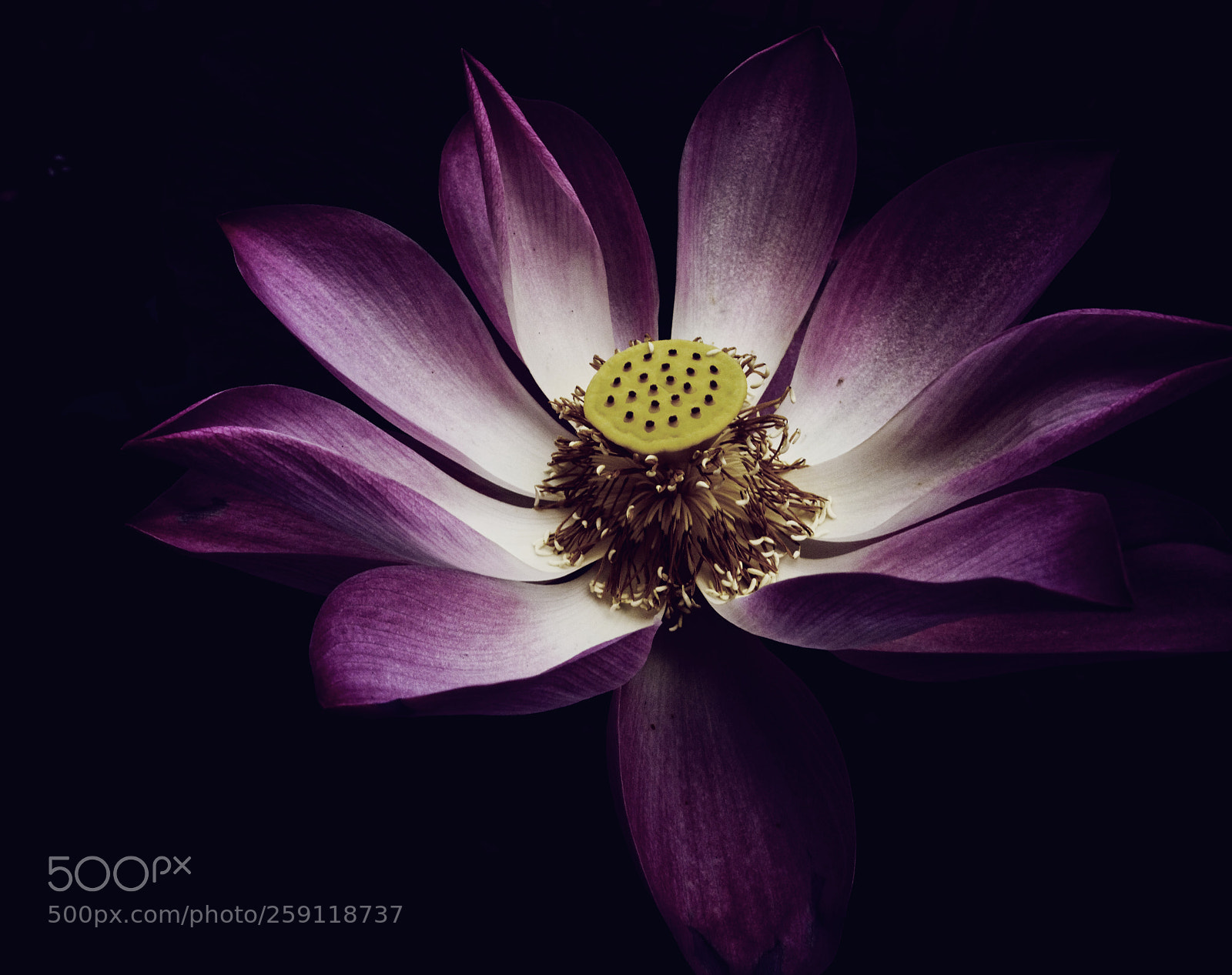 Olympus PEN E-PL3 sample photo. Lotus photography