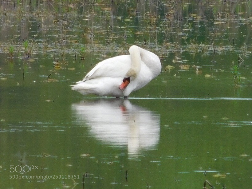 Nikon Coolpix L840 sample photo. Mute swan  photography