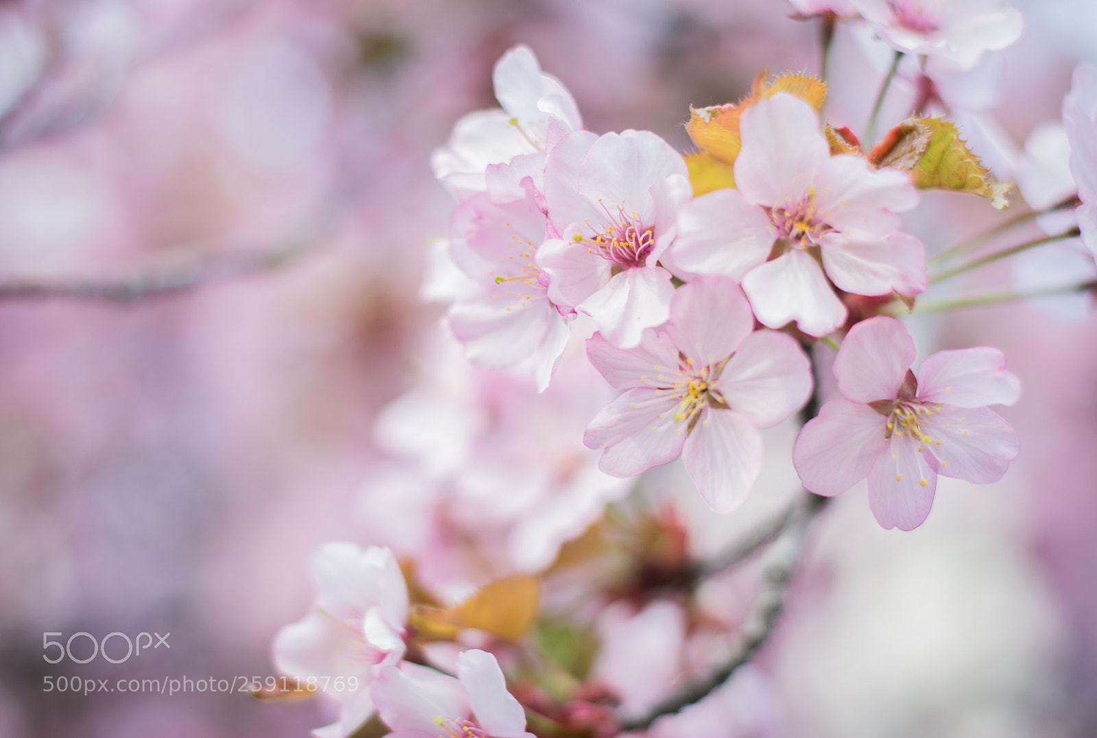 Nikon D5200 sample photo. Untitled photography