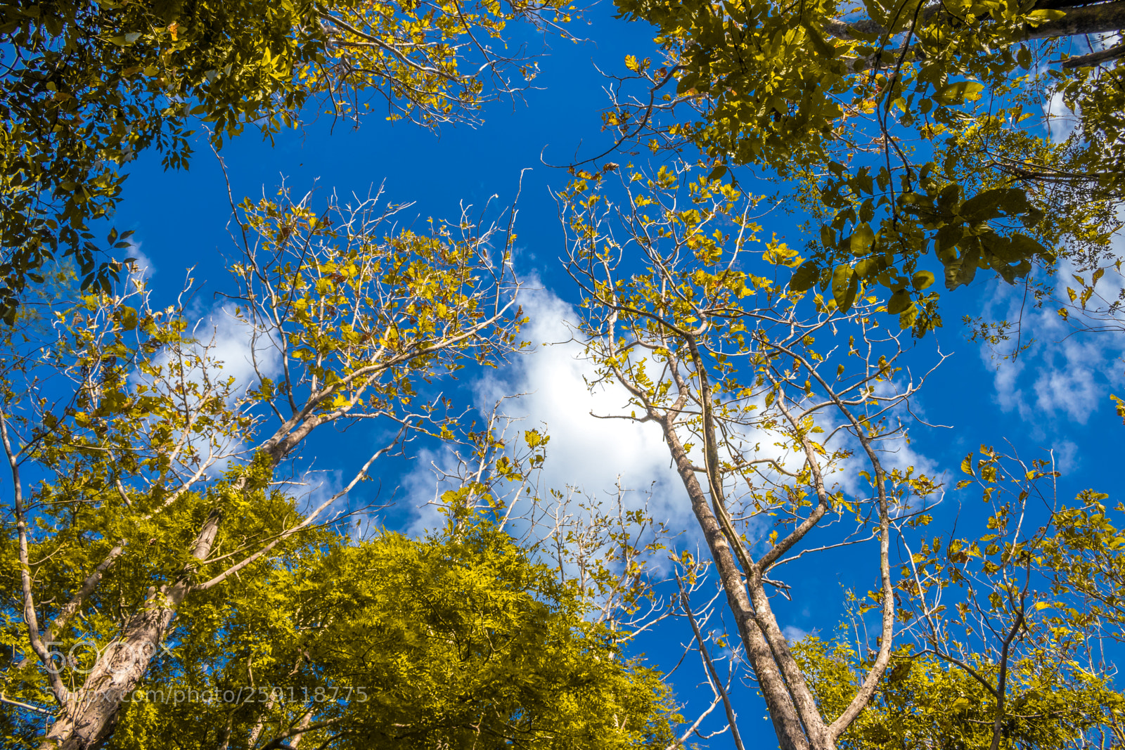 Canon EOS 80D sample photo. Yellow leaves photography