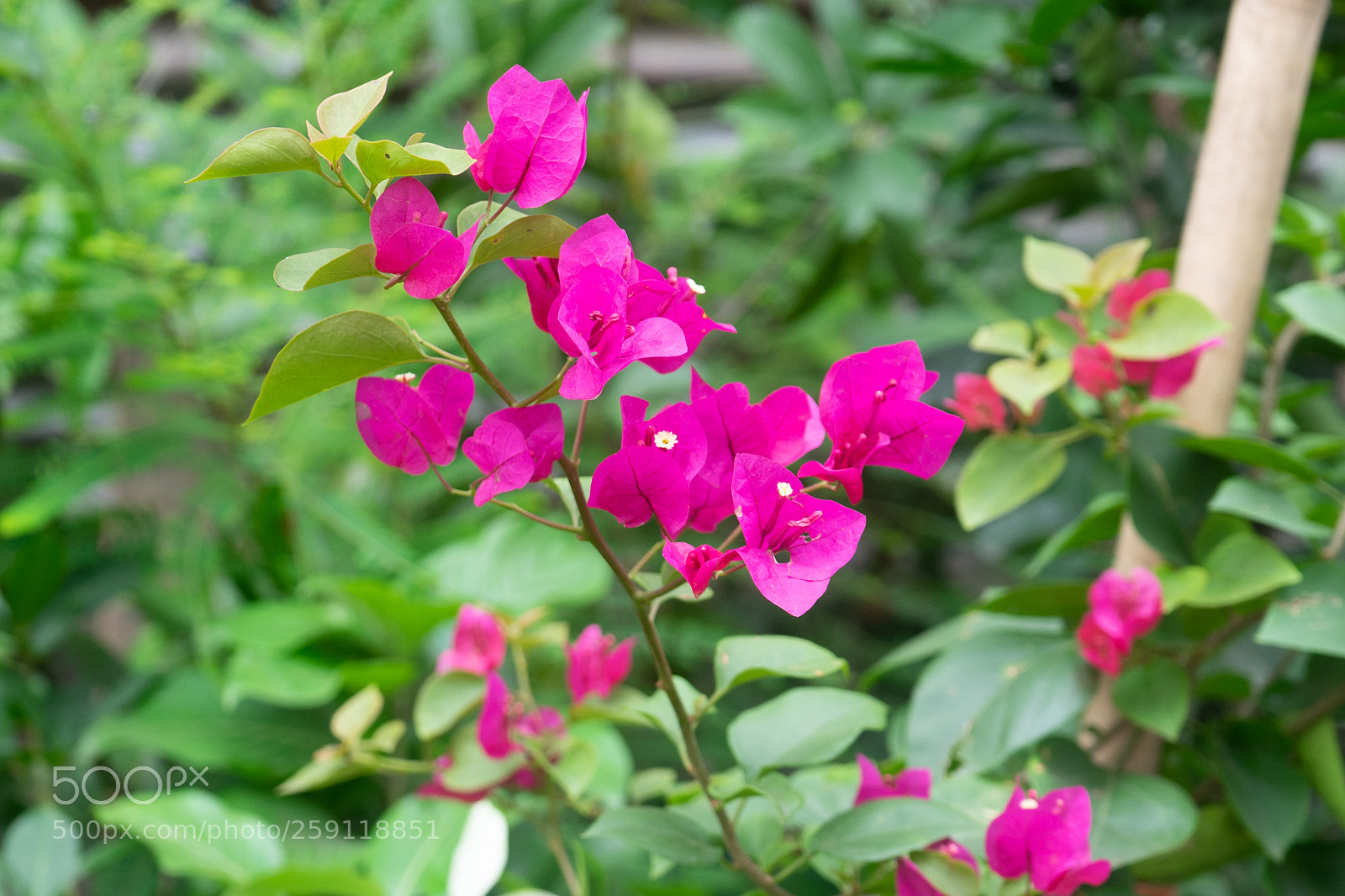 Sony a7 sample photo. Bagan bilash photography