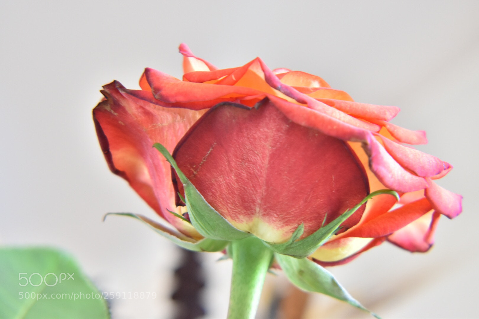 Nikon D5600 sample photo. Untitled photography