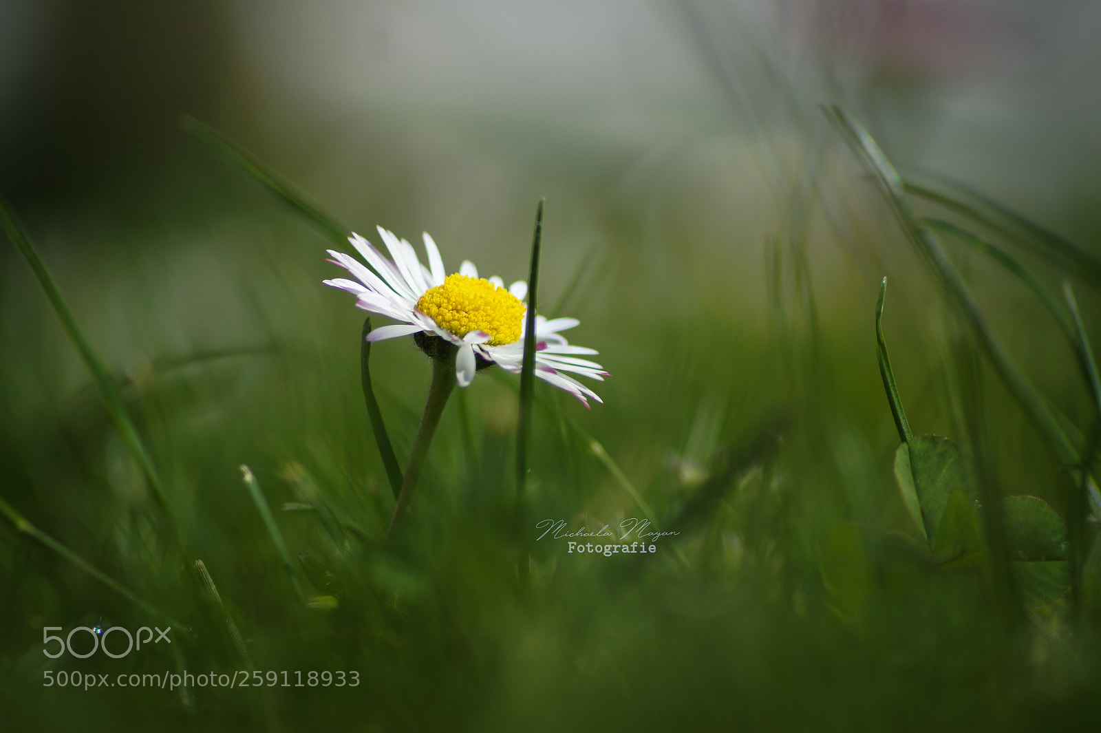 Sony SLT-A58 sample photo. Daisy photography
