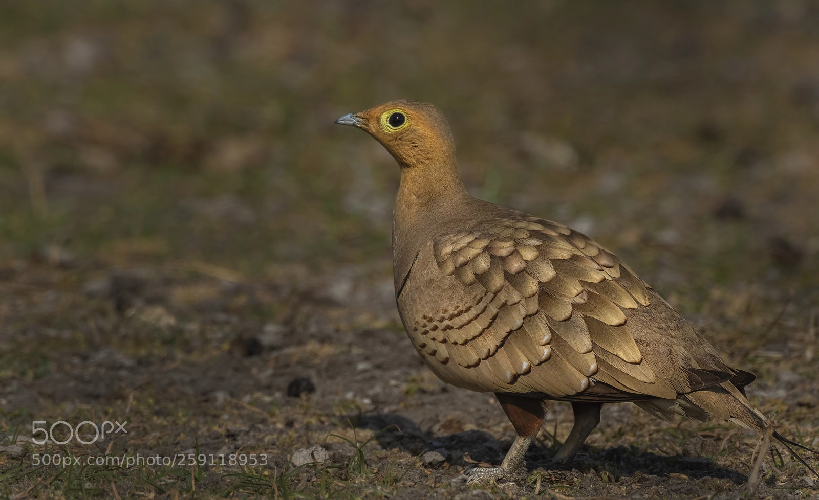 Nikon D500 sample photo. Chestnut bellied sandgrouse photography