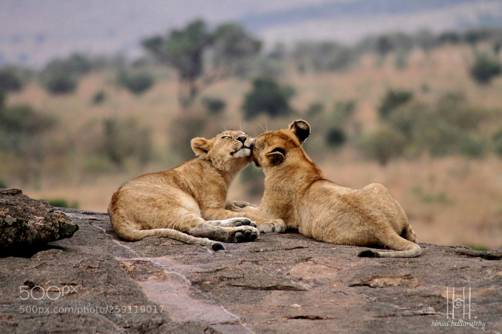 Canon EOS 7D sample photo. Snooze african lion cubs photography