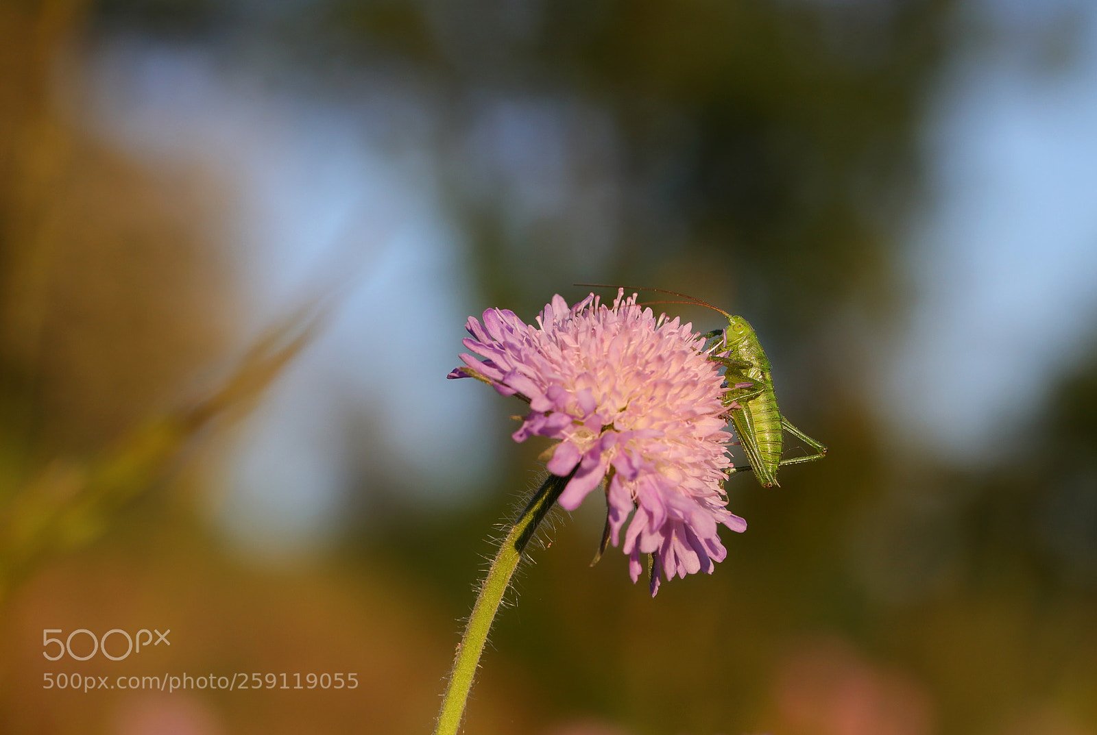 Canon EOS 6D Mark II sample photo. Grasshopper2 photography
