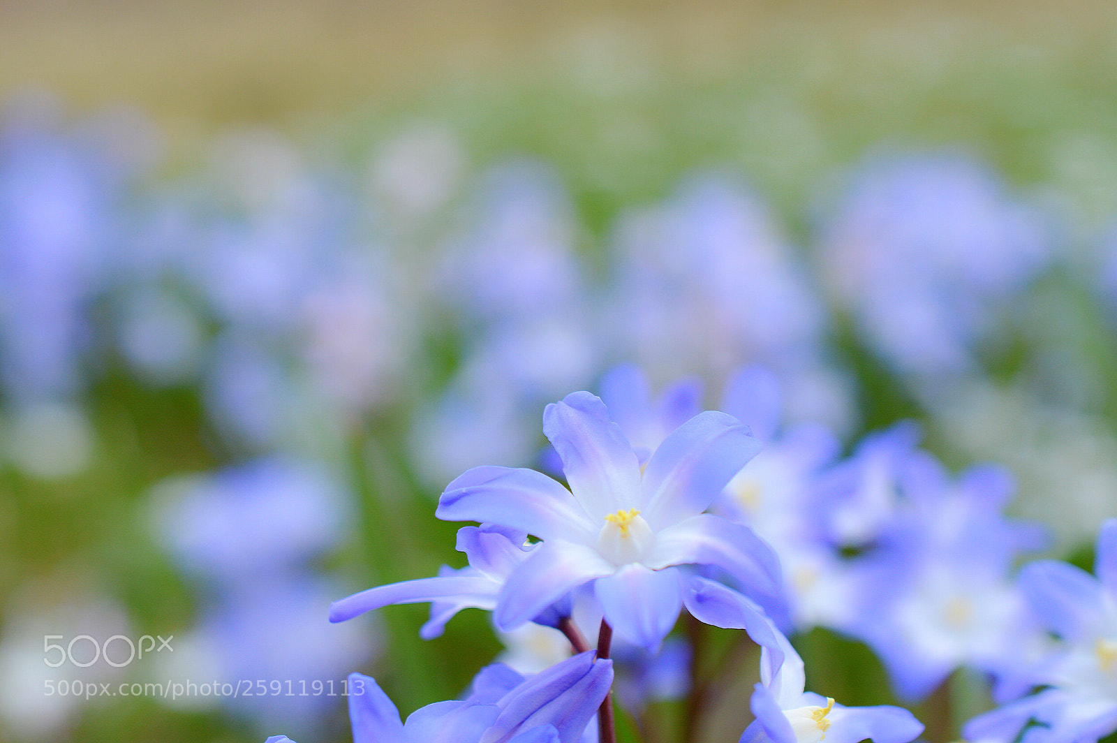 Nikon D3200 sample photo. Chionodoxa photography