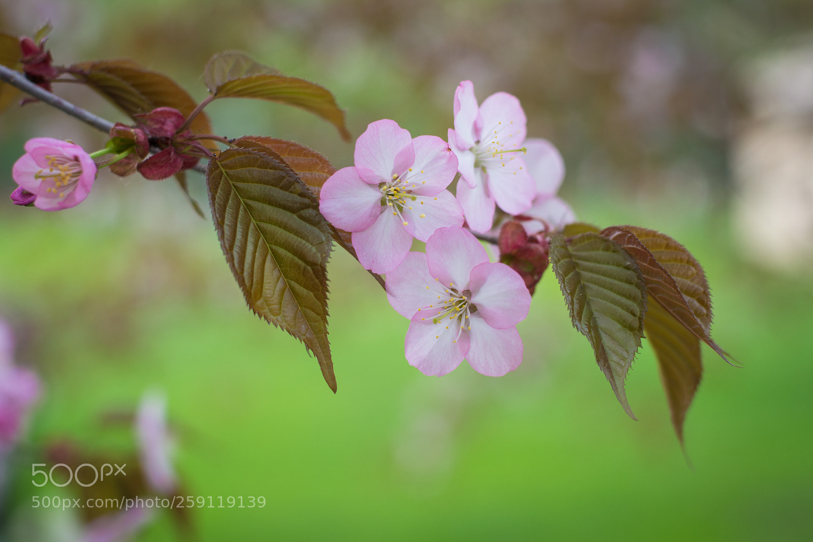 Nikon D5200 sample photo. Untitled photography