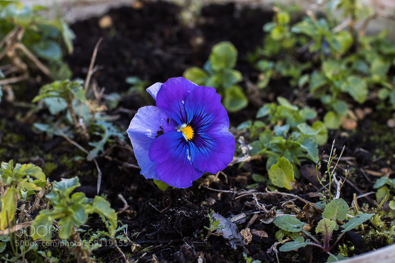 Canon EOS 80D sample photo. Purple photography