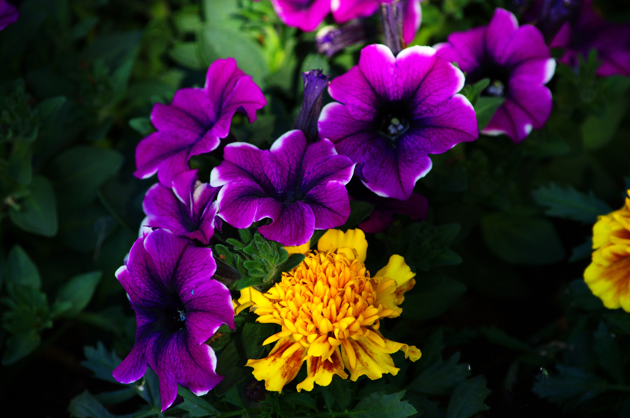 Nikon D3100 sample photo. Flowers 3 photography