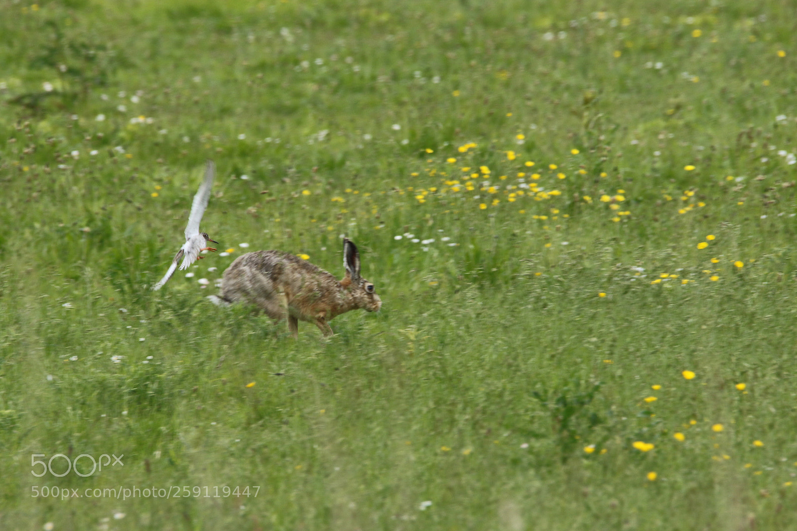 Canon EOS 7D Mark II sample photo. Attack the hare photography