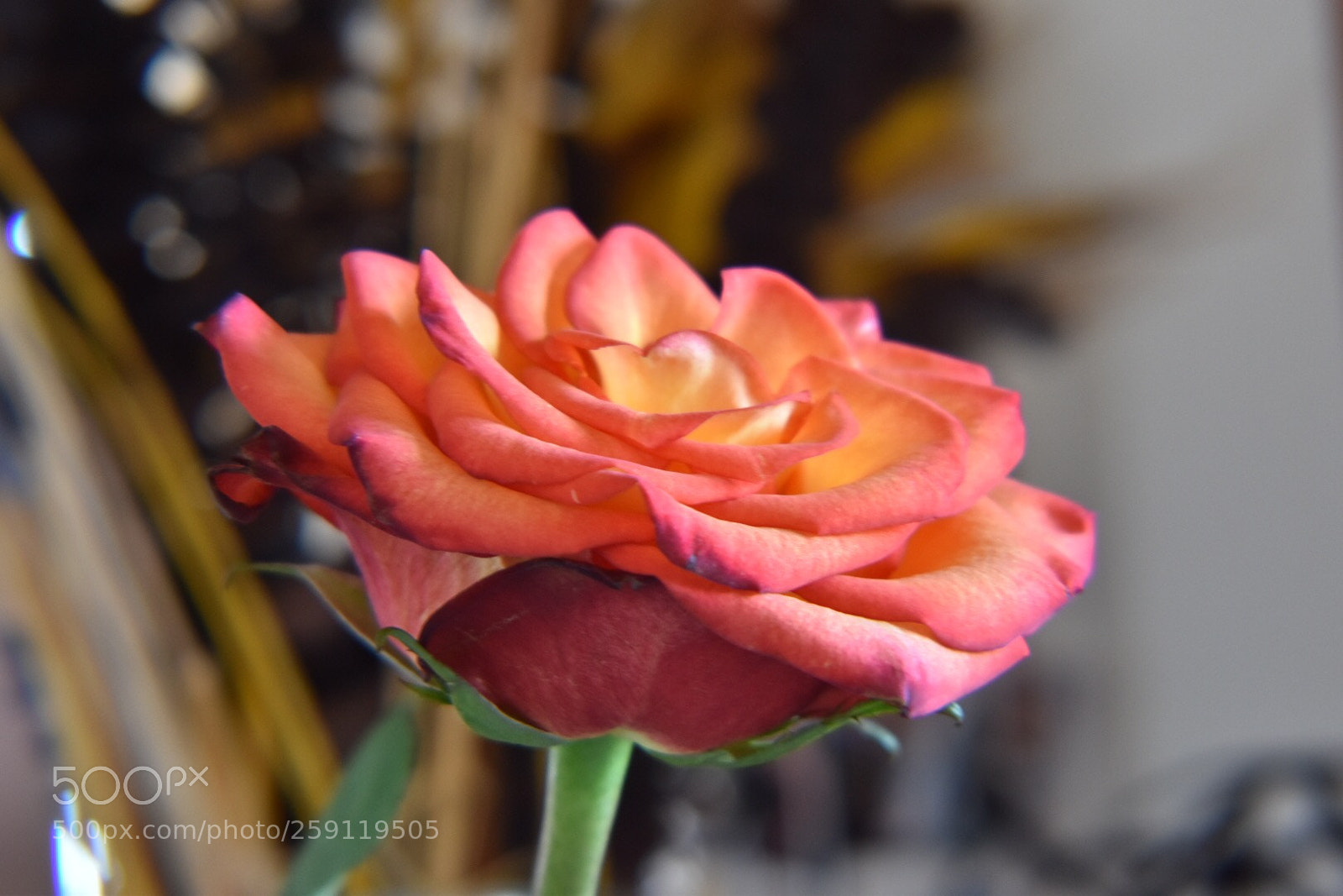 Nikon D5600 sample photo. Untitled photography