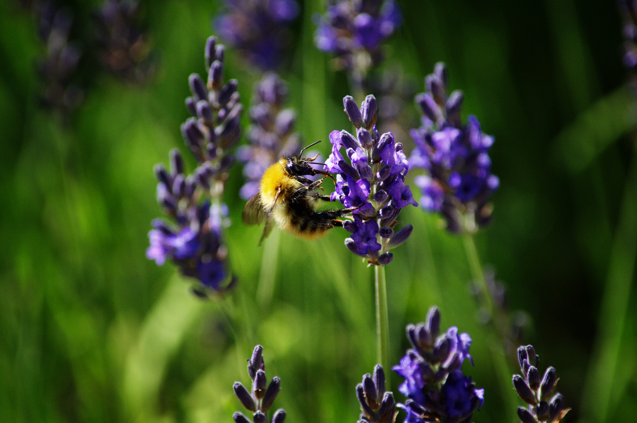 Nikon D3100 sample photo. Lavender photography