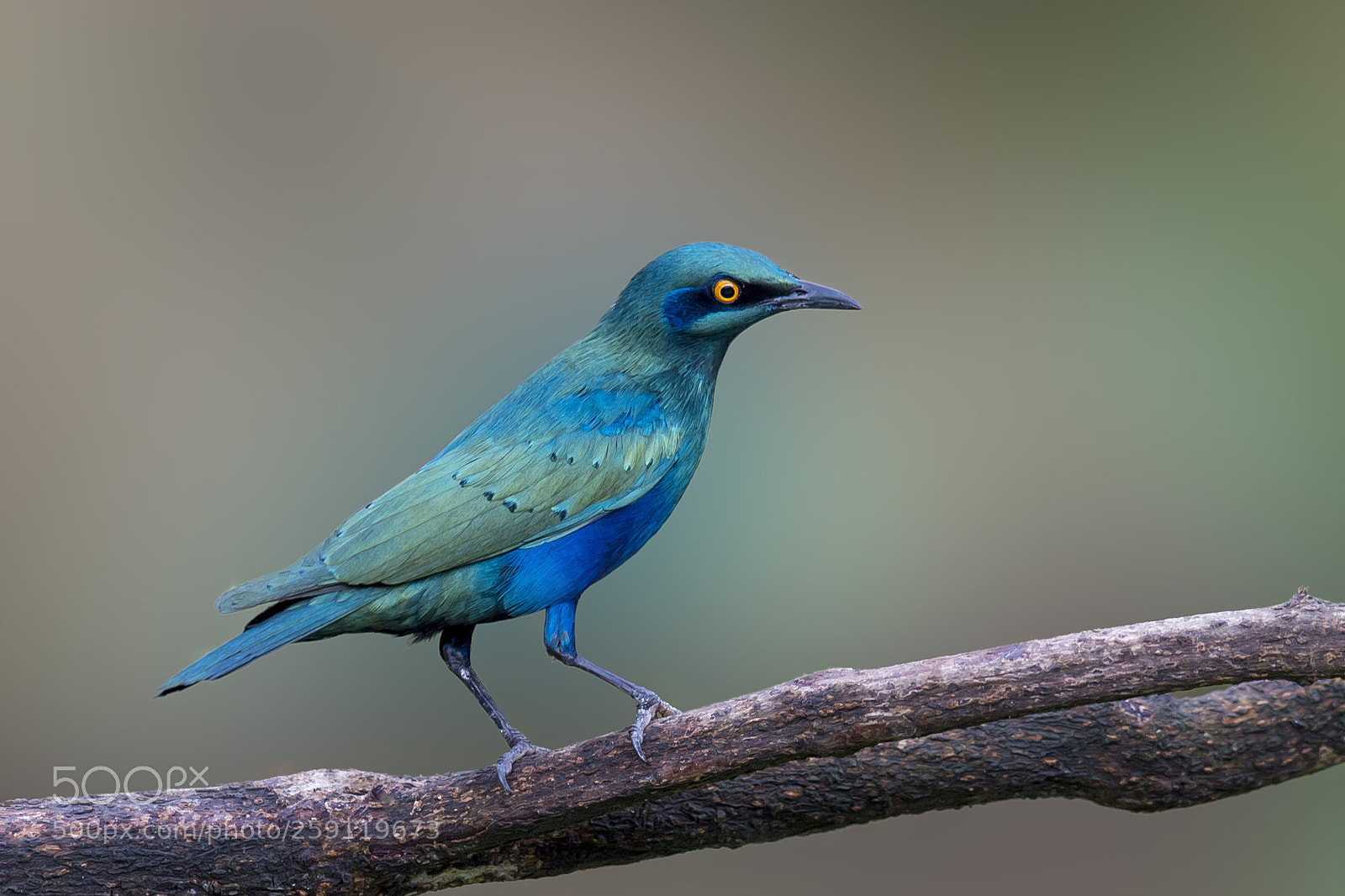 Nikon D4 sample photo. Greater blue eared starling photography