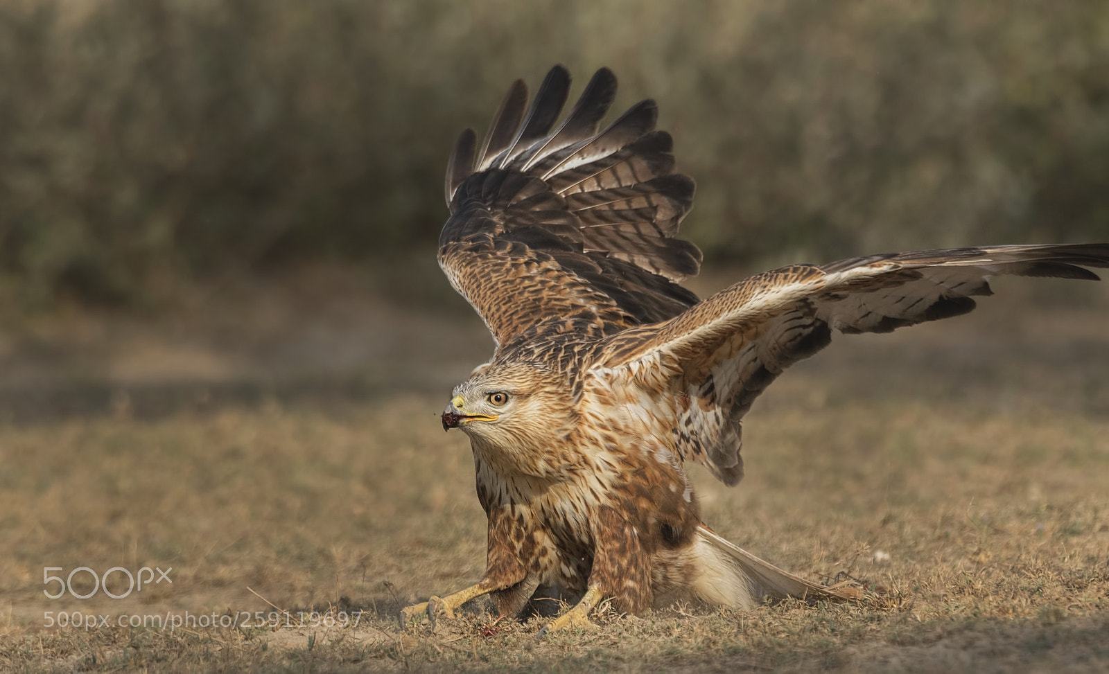 Nikon D750 sample photo. Long legged buzzard photography