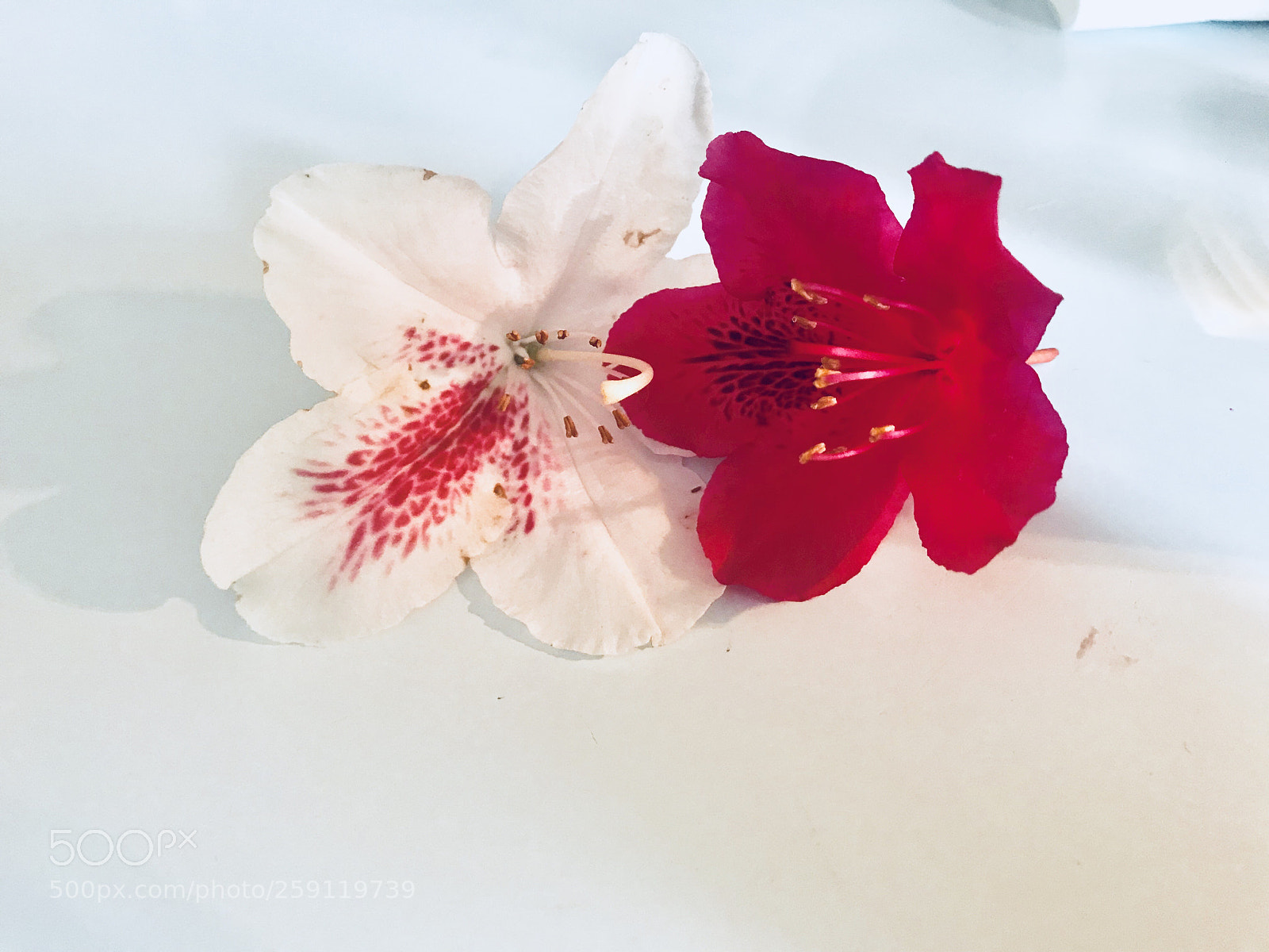 Apple iPhone 7 Plus sample photo. Flowers photography