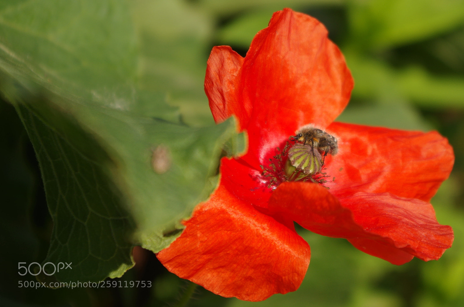 Pentax K-50 sample photo. Bug life photography