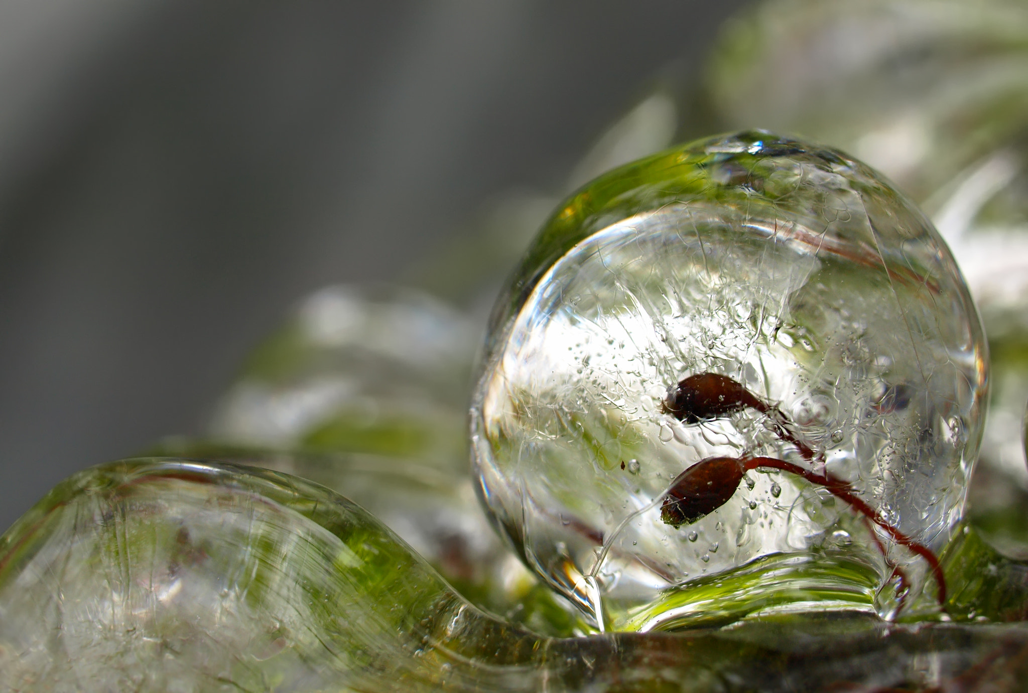 Olympus E-410 (EVOLT E-410) sample photo. Moss in ice drops photography