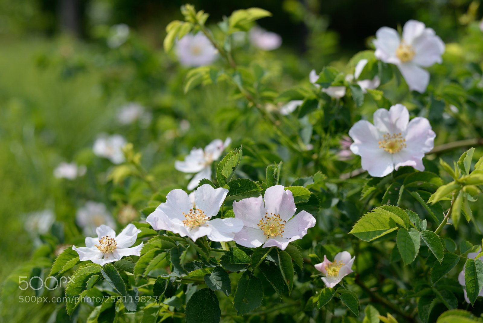 Nikon D610 sample photo. * * * photography