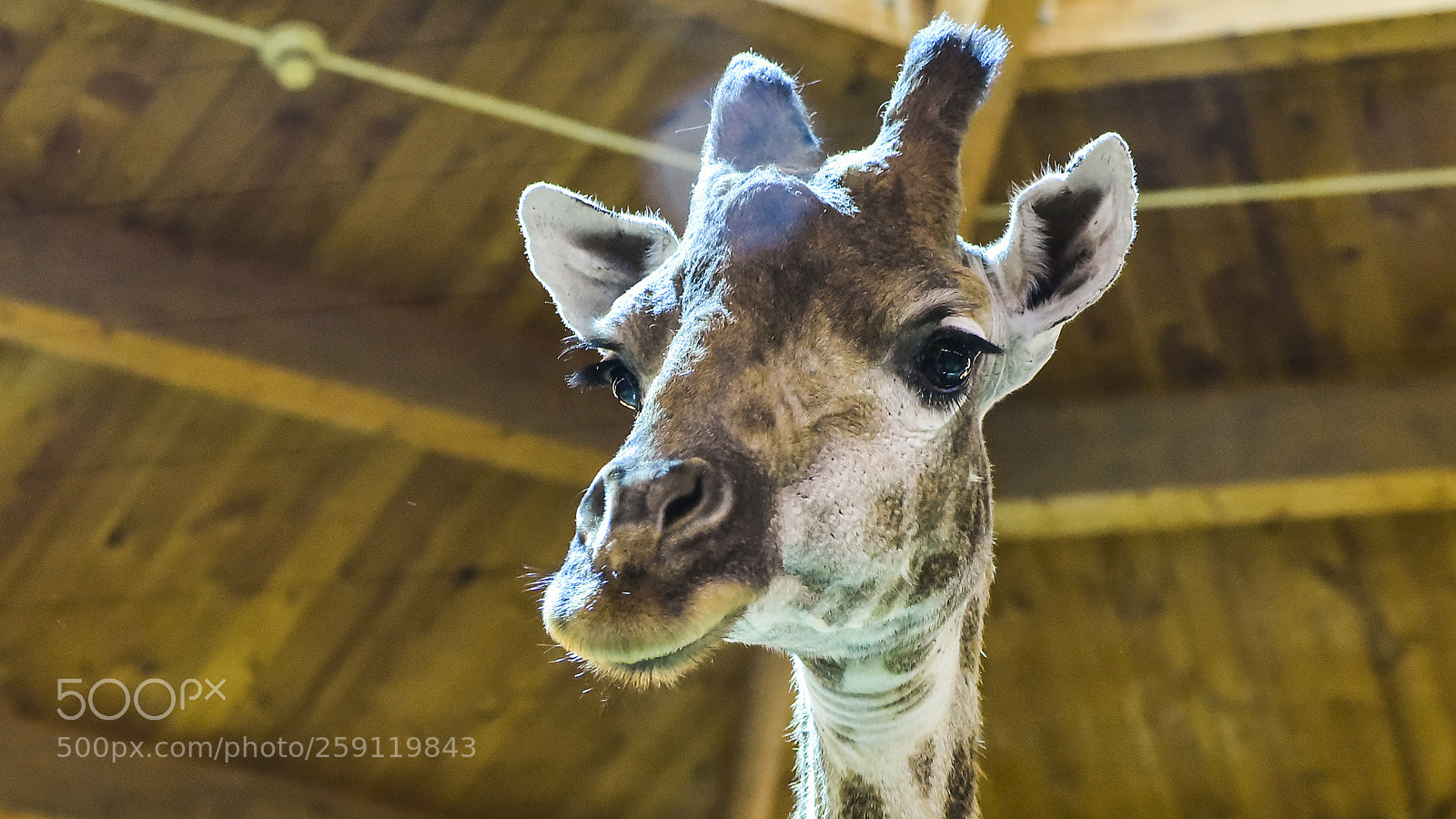 Nikon D750 sample photo. Giraffe photography