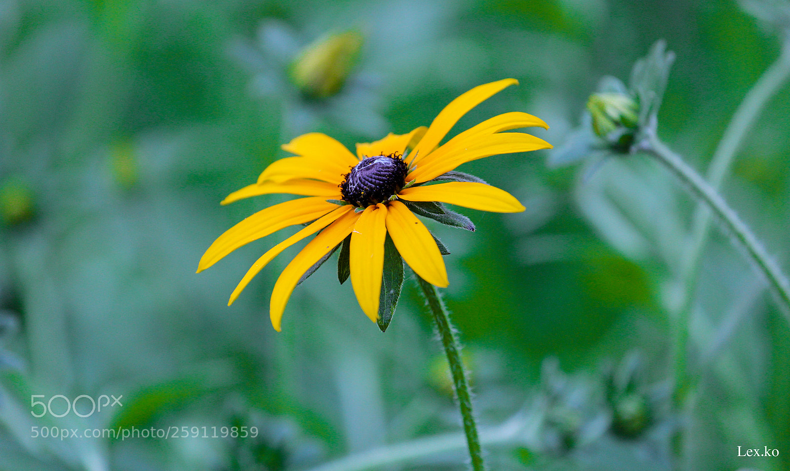 Canon EOS 600D (Rebel EOS T3i / EOS Kiss X5) sample photo. Flower photography
