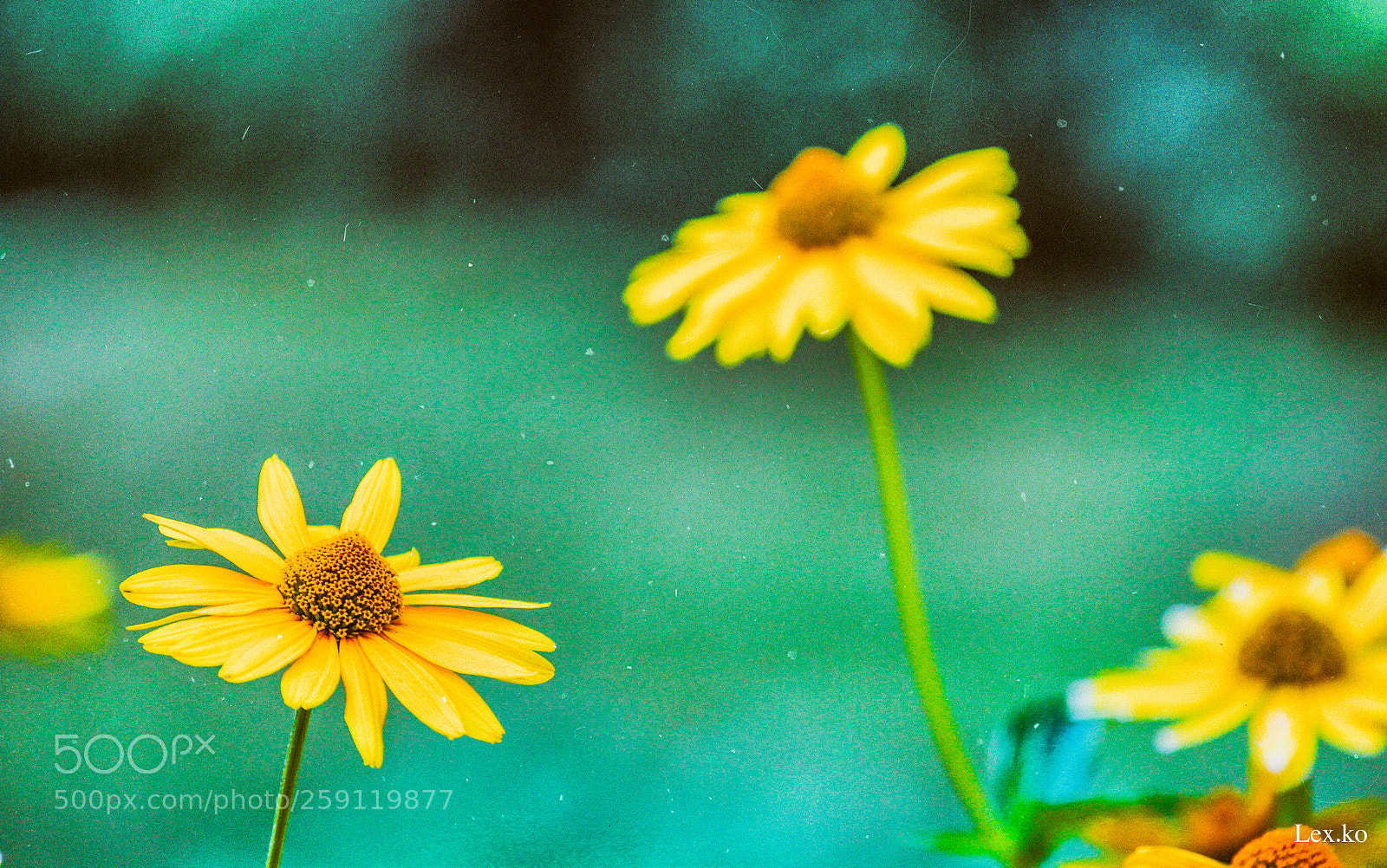 Canon EOS 600D (Rebel EOS T3i / EOS Kiss X5) sample photo. Flower photography