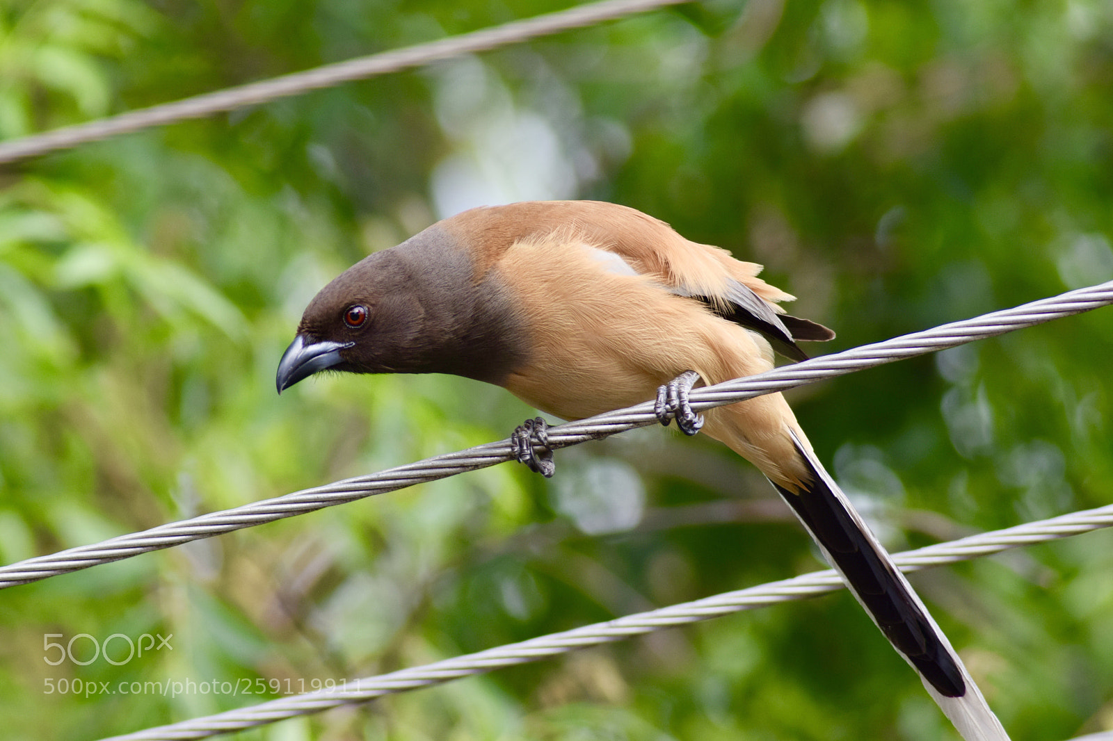 Nikon D5300 sample photo. Roufous treepie photography