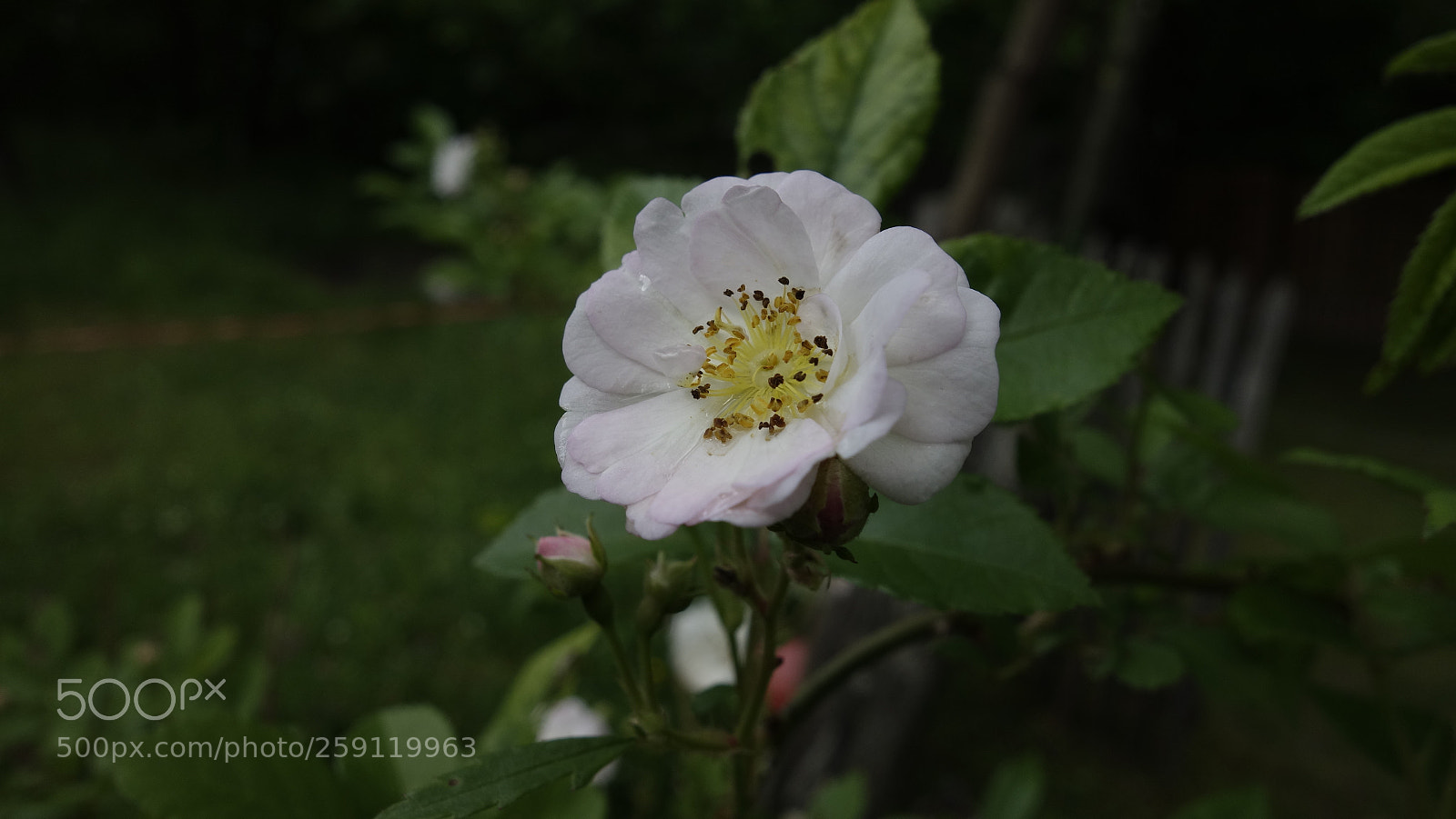Sony Cyber-shot DSC-RX100 sample photo. White rose photography