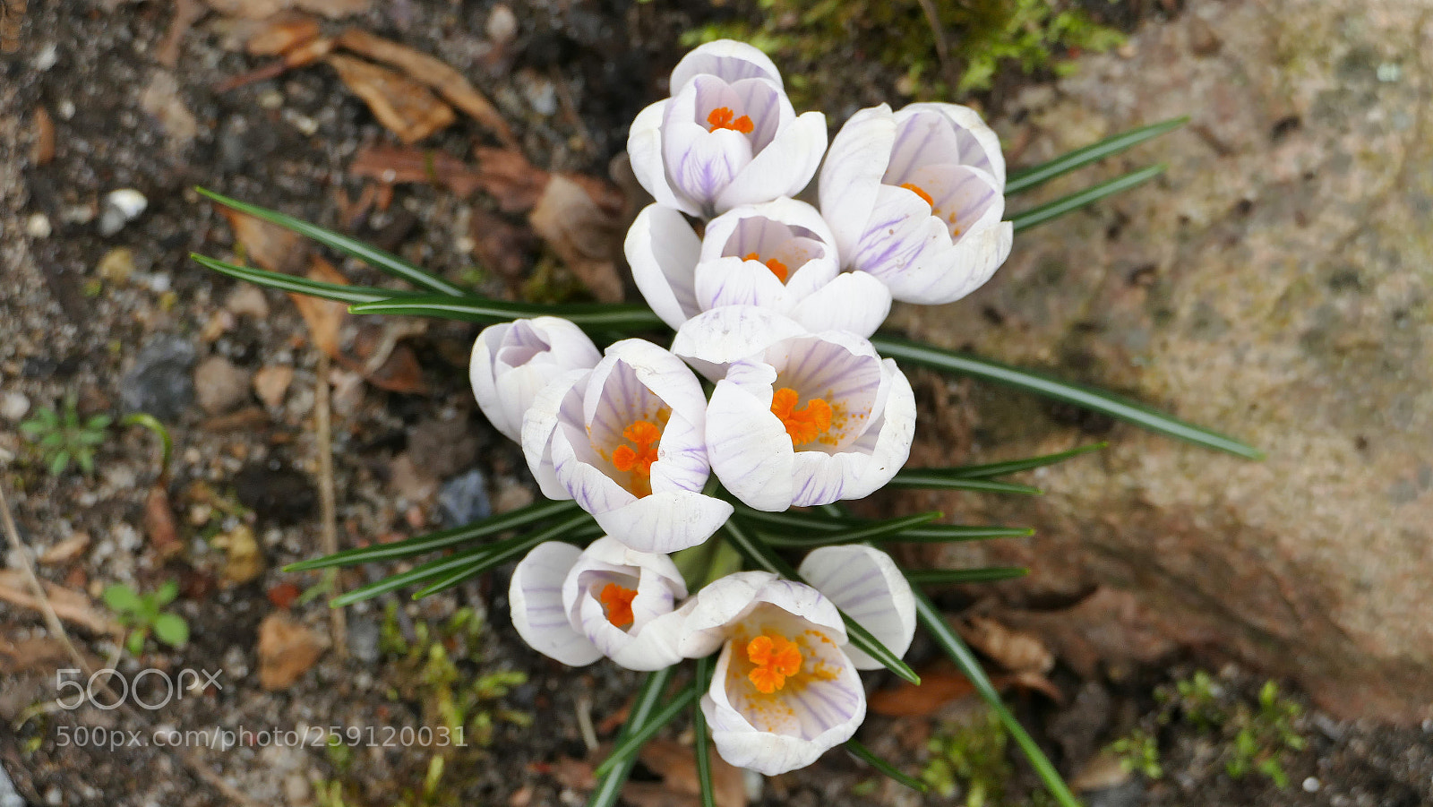 Panasonic Lumix DMC-FZ1000 sample photo. Beauty spring flower. photography