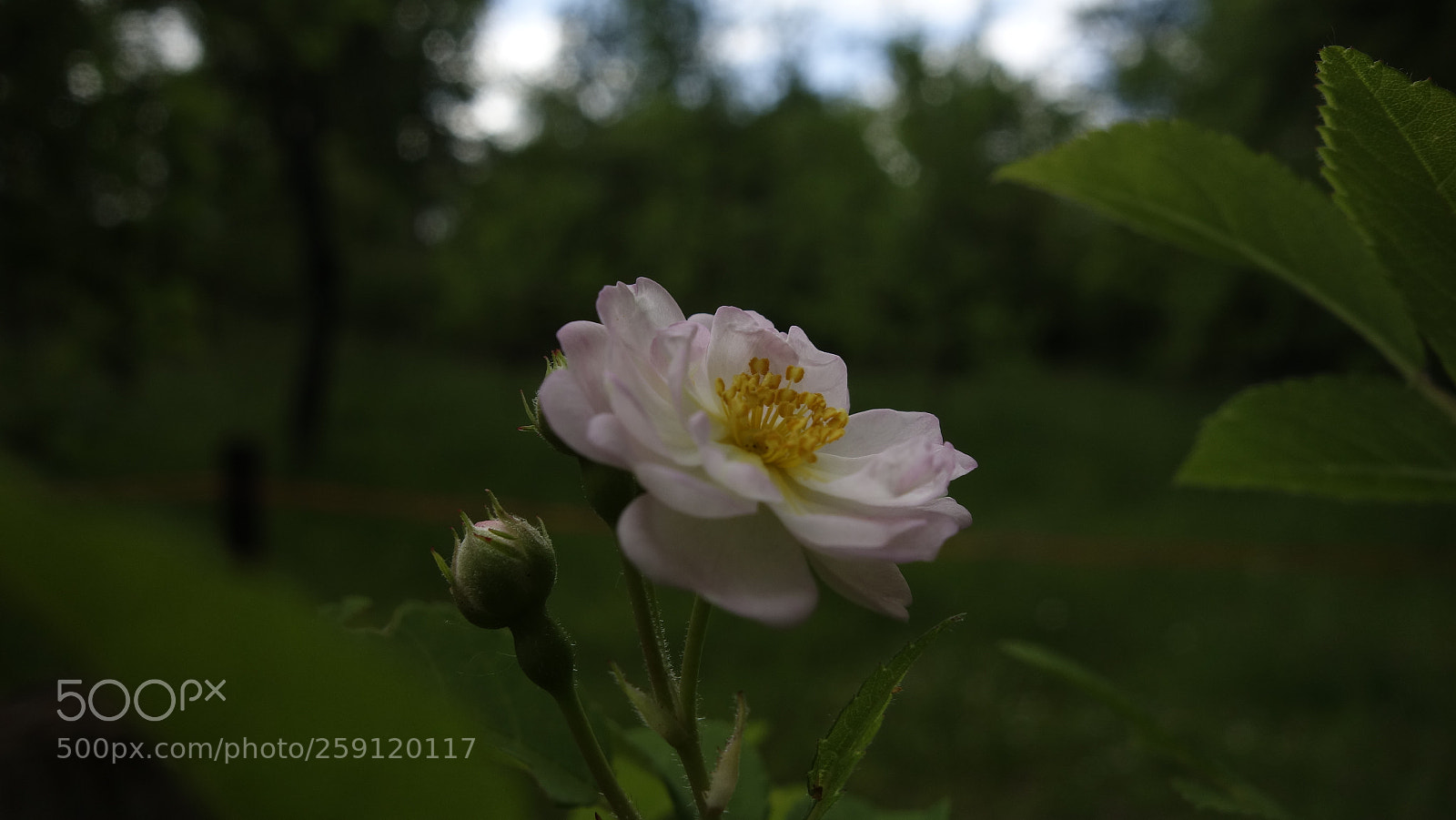 Sony Cyber-shot DSC-RX100 sample photo. Rose photography