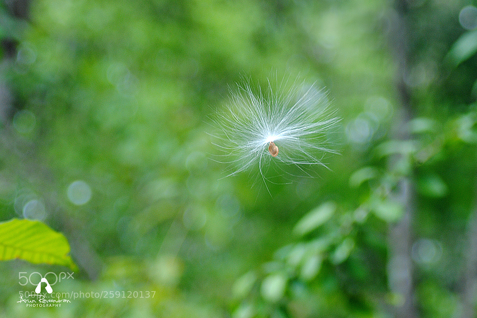Nikon D3000 sample photo. Appoppan thadi photography