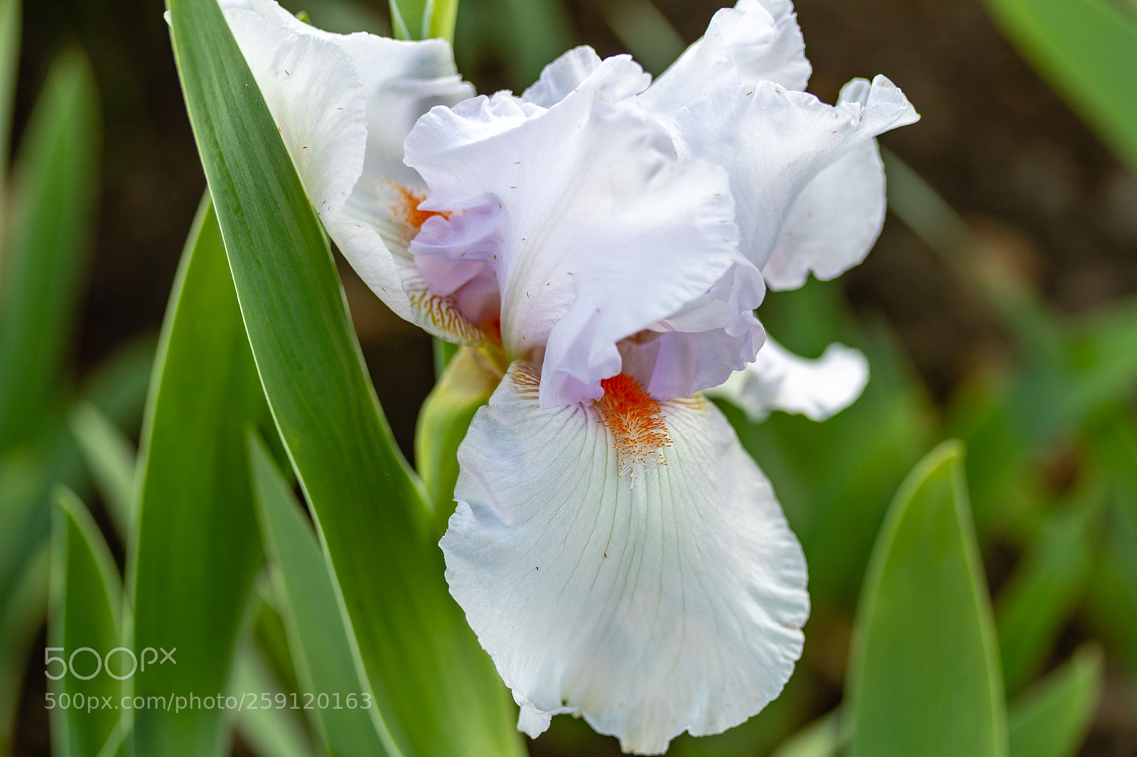 Canon EOS 7D Mark II sample photo. White bearded iris bloom photography