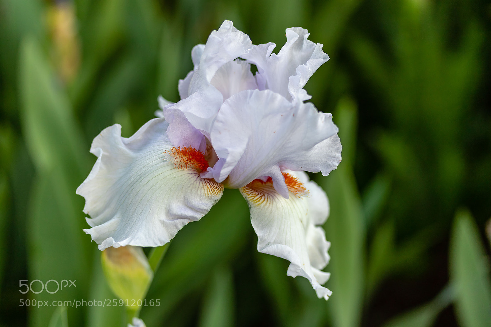 Canon EOS 7D Mark II sample photo. White bearded iris bloom photography