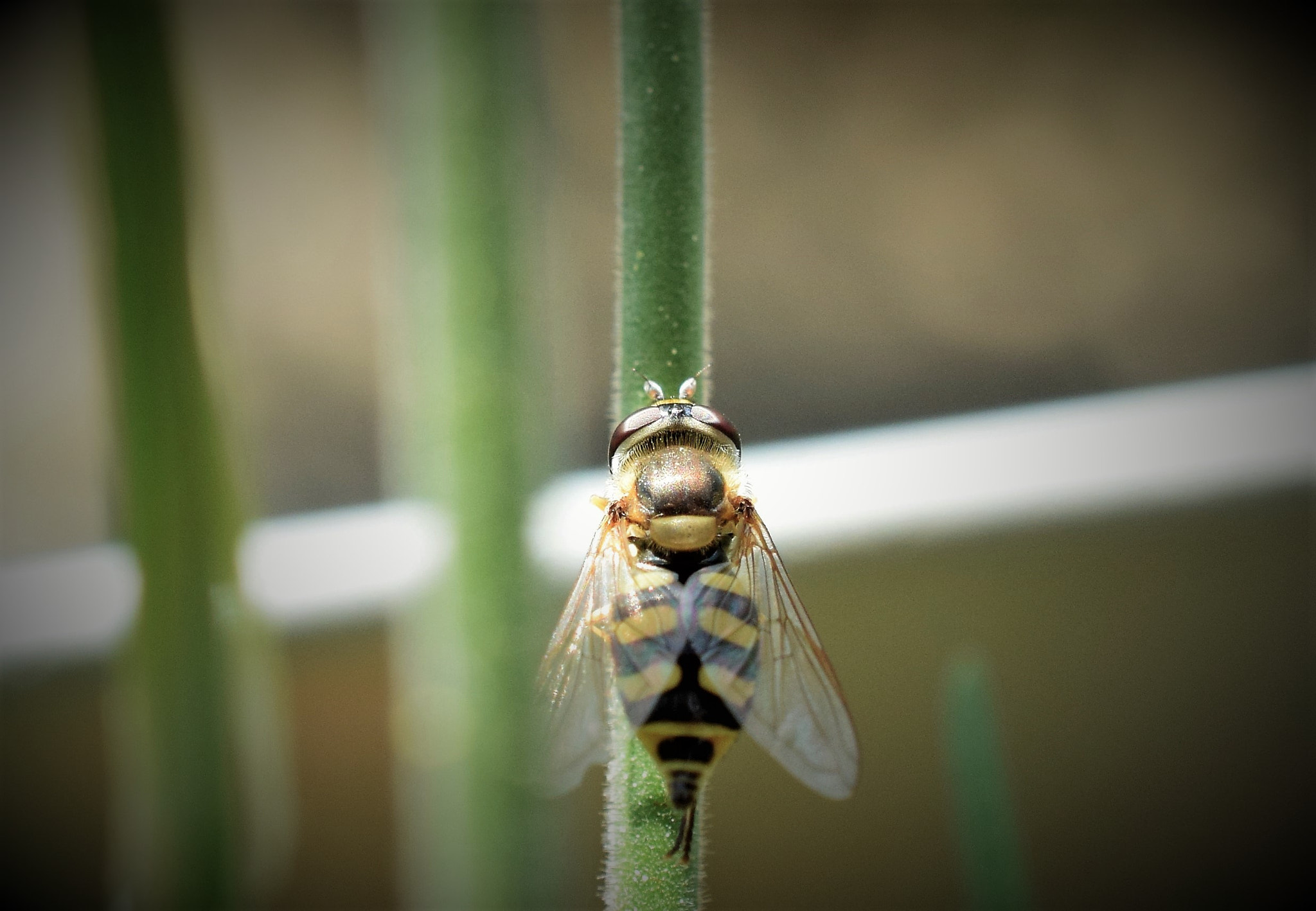 Nikon AF-S DX Micro Nikkor 40mm F2.8 sample photo. The insect photography