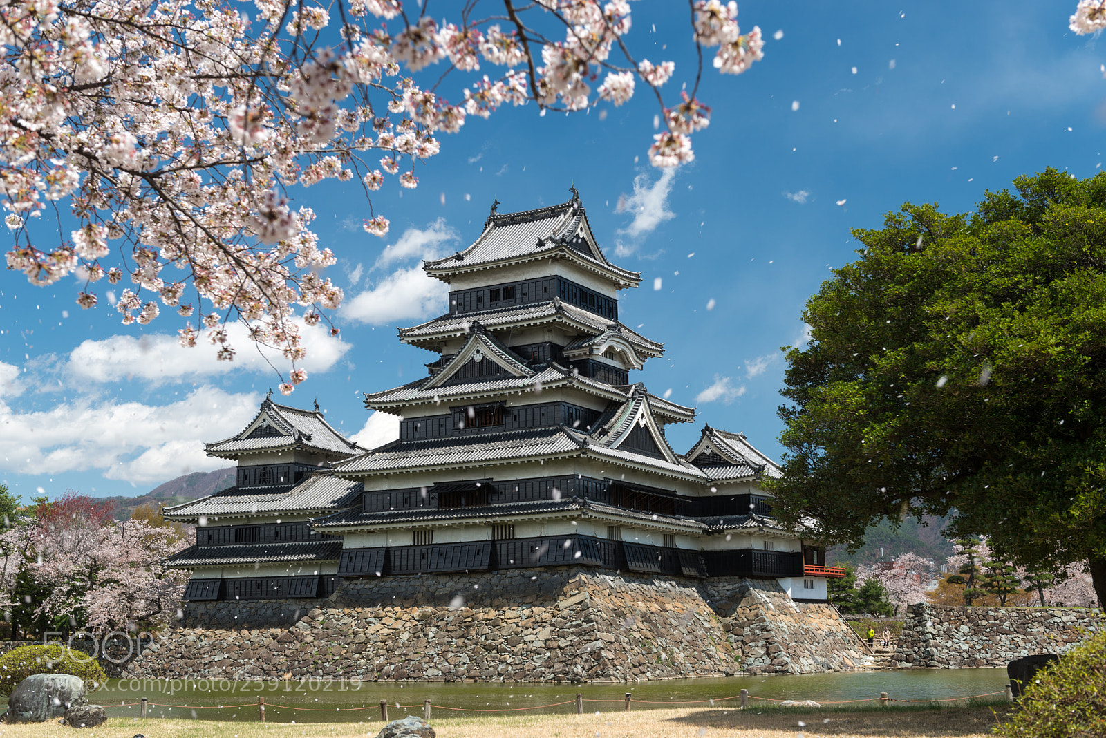 Nikon D800 sample photo. Matsumoto castle during spring photography