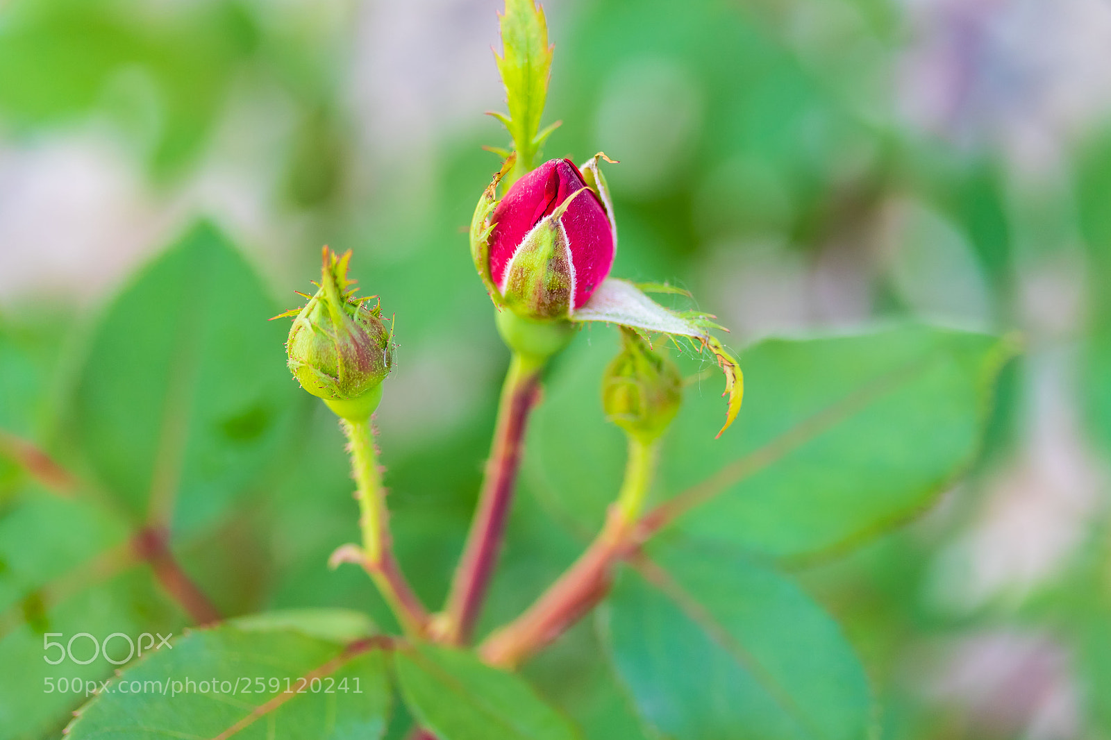 Canon EOS 7D Mark II sample photo. First blossom of the photography