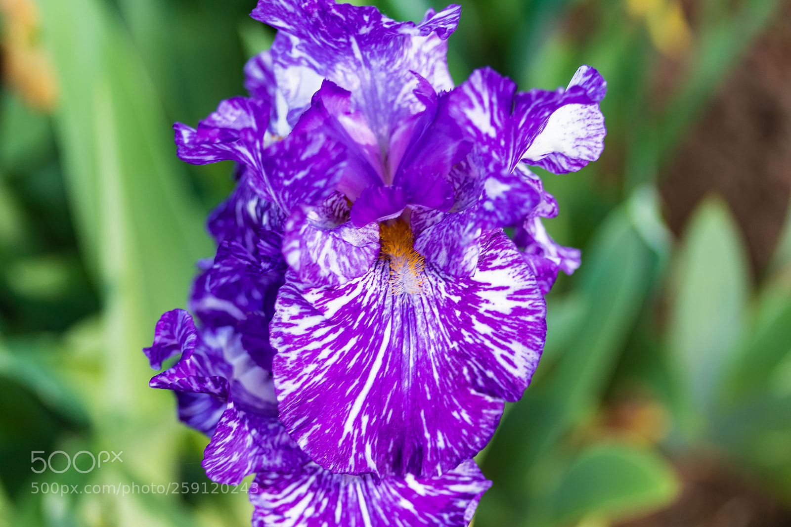 Canon EOS 7D Mark II sample photo. Violet bearded iris blossom photography