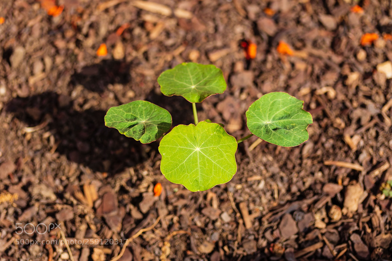 Canon EOS 7D Mark II sample photo. From seeds the nasturtium's photography