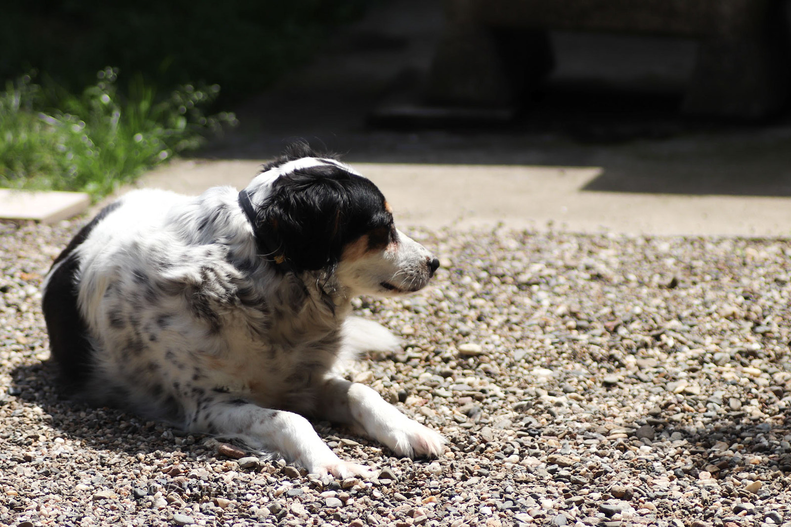 Canon EOS 77D (EOS 9000D / EOS 770D) sample photo. Home dog photography