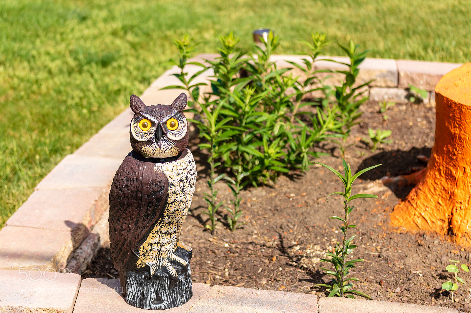 Canon EOS 7D Mark II sample photo. Woodsy the decoy owl photography
