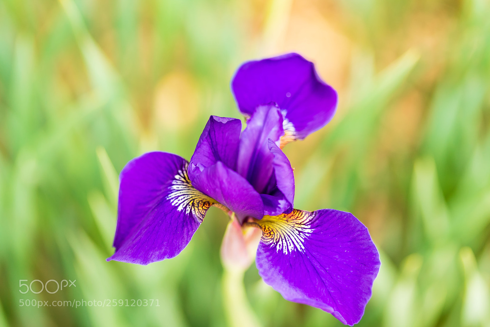 Canon EOS 7D Mark II sample photo. Small violet iris blossom photography